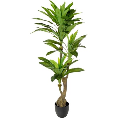 DRACENA STROM V PLAST. KVETINÁČI ZEL.140CM