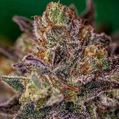 Positronics Purple Cherry semena neobsahují THC 5 ks