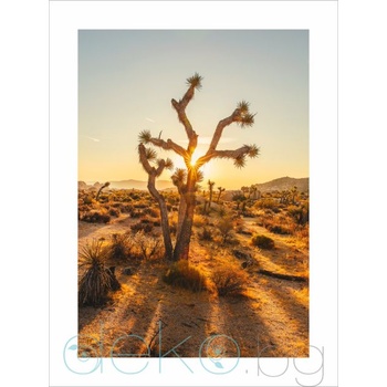 Image 1 of Принт Joshua Tree (Print123)