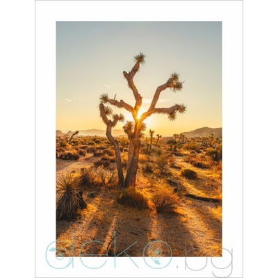 Принт Joshua Tree (Print123)