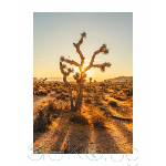  Принт Joshua Tree (Print123)