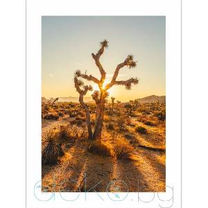  Принт Joshua Tree (Print123)