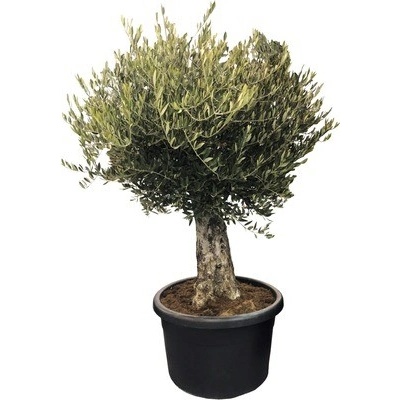 Olivovník evropský FloraSelf Olea europaea výška 140-160 cm květináč Ø 60 cm