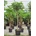Schefflera arboricola "Compacta" Stem 45x220 cm