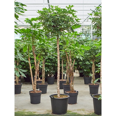 Schefflera arboricola "Compacta" Stem 45x220 cm