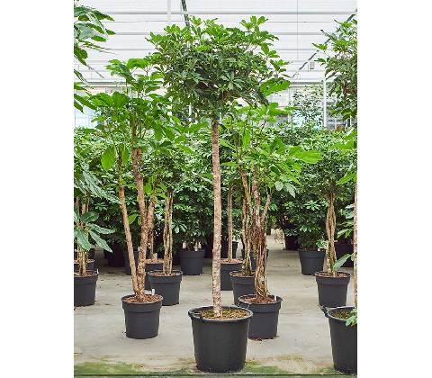 Schefflera arboricola "Compacta" Stem 45x220 cm