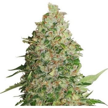 Seedstockers BCN Critical XXL semena neobsahují THC 5 ks