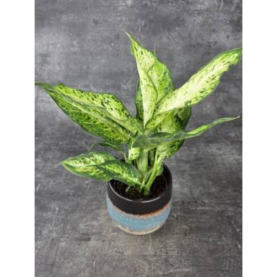 Dieffenbachia Amy 12 cm