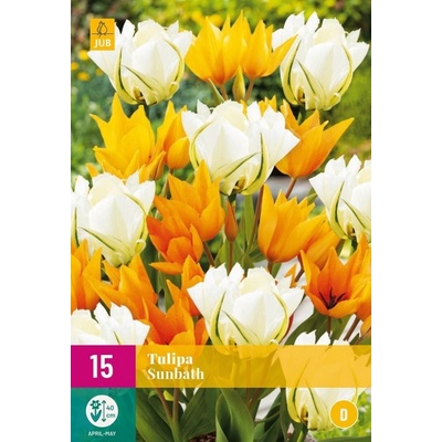 Karta XXL Tulipán Sunbath 15 cibulí "D"