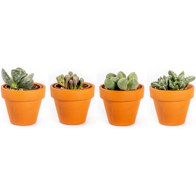 Gardners Lithops mix, průměr 6 cm Živé kameny
