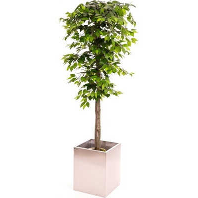 Umelý strom- Fikus zelený klasik 180 cm