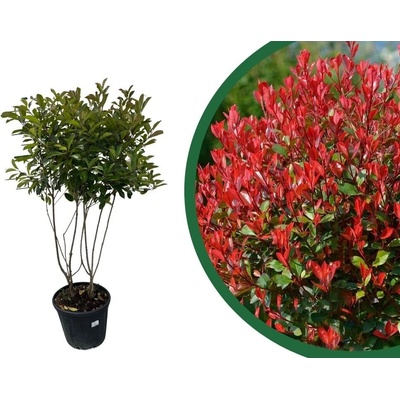 Červienka fraserová Red Robin multikmeň, výška 120-130 cm, kvetináč 40 l
