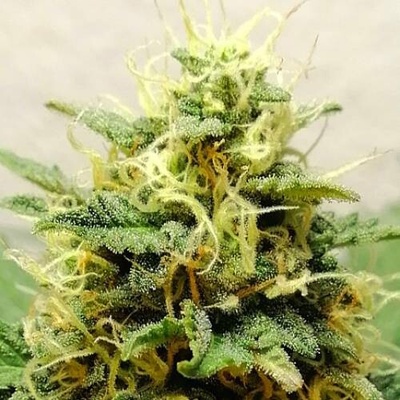 French Touch Seeds Auto Douce Nuit semena neobsahují THC 3 ks