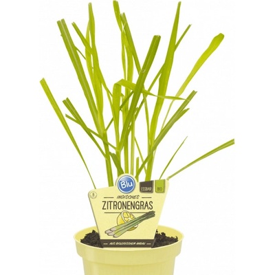 Bio Citrónová tráva Cymbopogon citratus v květináči