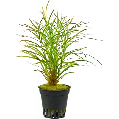 Potamogeton gayi - Rdest Gayův – Zboží Mobilmania