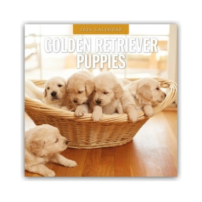 Golden Retriever Puppies Golden Retriever Welpen 16-Monats 2026
