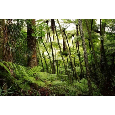 DIMEX ART Флизелинов фототапет буйна дъждовна гора 375 x 250 см