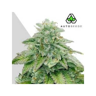 Auto SeedsBruce Banner Auto semena neobsahují THC 3 ks