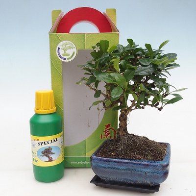 e-bonsai Pokojová bonsai v dárkové krabičce Carmona microphylla - Čaj fuki