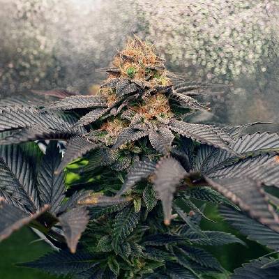 Monkey Genetics Grand Daddy Purpz semena neobsahují THC 3 ks