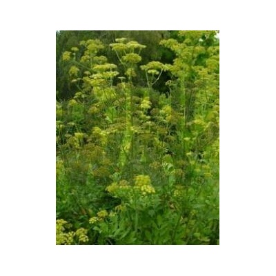 Bylinná lékárna Libeček kořen Levisticum officinale 1 kg