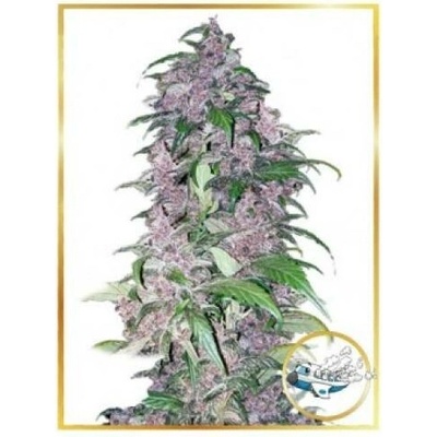 Mr. Hide Seeds Auto Triping 25 semena neobsahují THC 5 ks