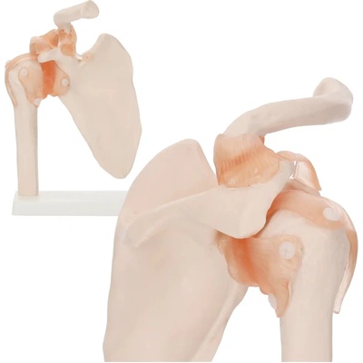 4FIZJO Anatomický model ramenného kĺbu s väzmi v mierke 1:1