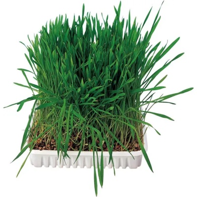 TRIXIE Grass for Rodents - Трева за гризачи 100 гр