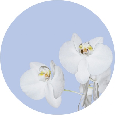 AG Design CR3300 Samolepicí vliesová fototapeta Orchid on Blue rozměry 140 x 140 cm