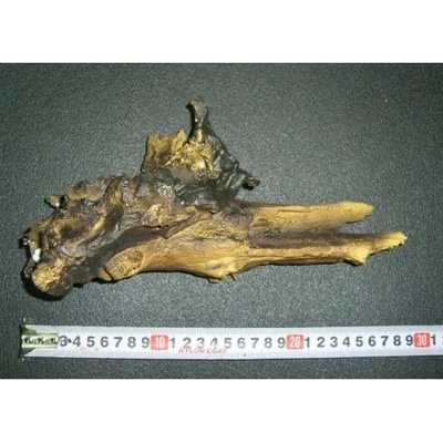 HAILEA - декорация за аквариум смола - корен R8812