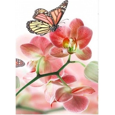 DIMEX MS-2-0146 Vliesová fototapeta na zeď Motýle a orchidey, rozmery 150 x 250 cm