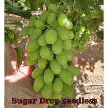 Vinič Sugar Drop (ARRA 30) bezsemenný USA