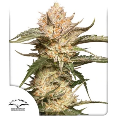 Dutch Passion Auto Trichome & Cream semena neobsahují THC 3 ks