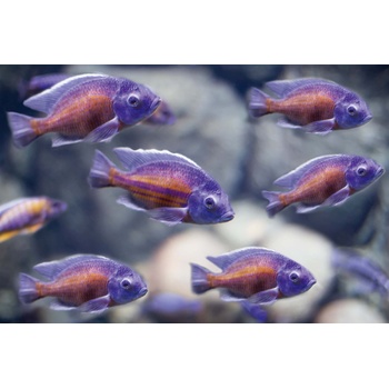 DIMEX ART s. r. o Флизелинов фототапет малка риба 375 x 250 см