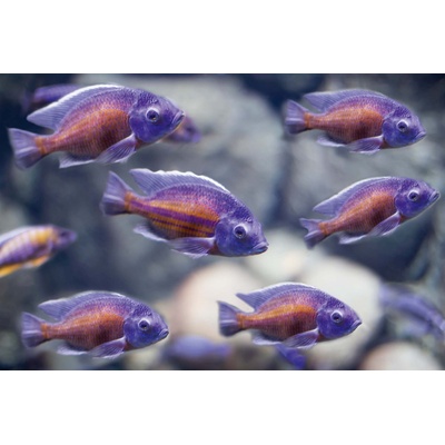 DIMEX ART Флизелинов фототапет малка риба 375 x 250 см