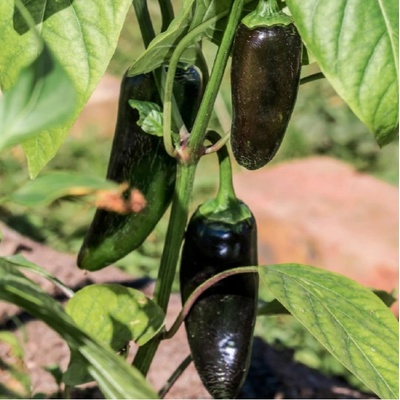 Paprika Black Knight F1 - Capsicum annuum - semená papriky - 7 ks