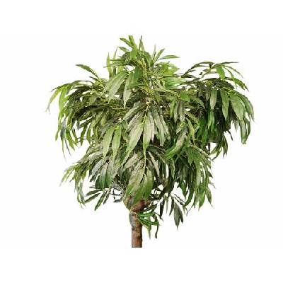 Декоративно дърво Манго, Зелен, 240 см (fk-tr-g)