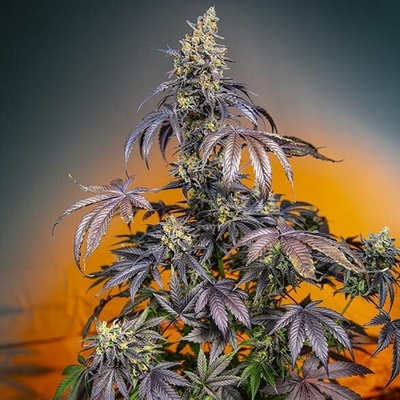 Sweet Seeds Red Gorilla Girl XL AUTO semena neobsahují THC 3 ks