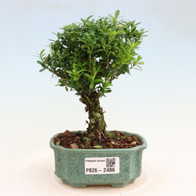 e-bonsai Pokojová bonsai - Buxus harlandii -korkový buxus