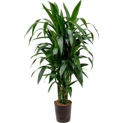 Dracaena fragrans Janet Craig multi 18/19 výška 100 cm