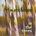Watchmen - In The Trees CD