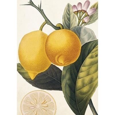 Přání Citrus