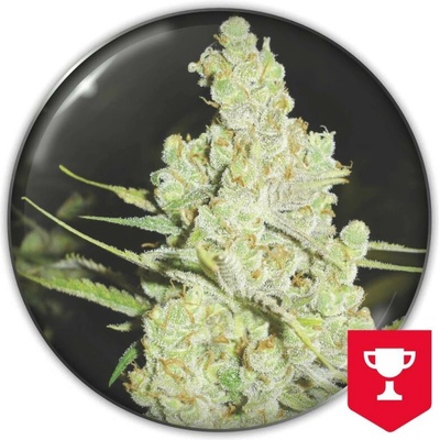 Medical Seeds Co. 1024 semena neobsahují THC 3 ks
