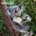 Koalas 2027