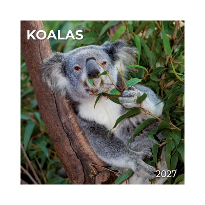 Koalas 2027