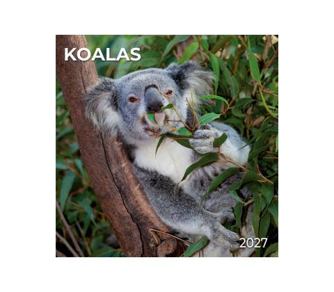 Koalas 2027