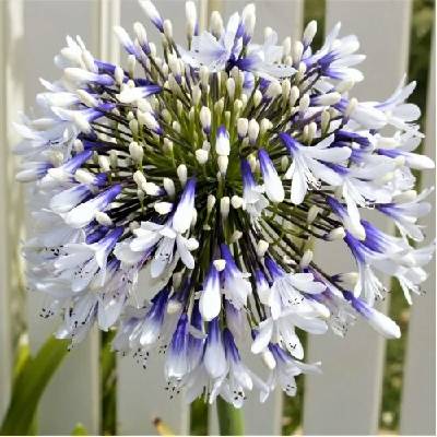 Kalokvet africký (Agapanthus) ‘FIREWORKS’ - výška 15–20 cm, kont. C3L