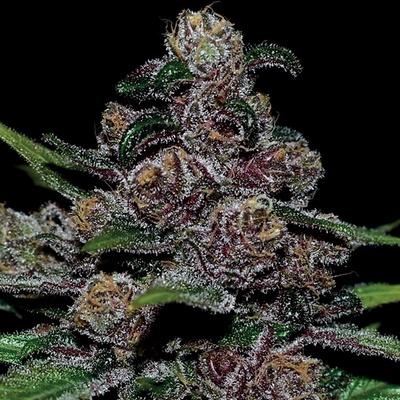 Anesia Seeds Auto Blackberry Moonrocks semienka neobsahujú THC 10 ks