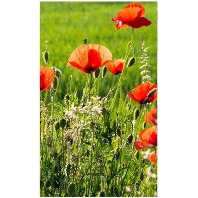 DIMEX MS-2-0092 Vliesová fototapeta na zeď Makové pole, rozmery 150 x 250 cm