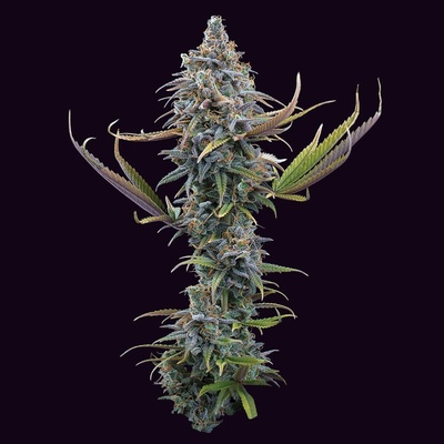 Brothers Grimm Seeds Apollo semienka neobsahujú THC 3 ks